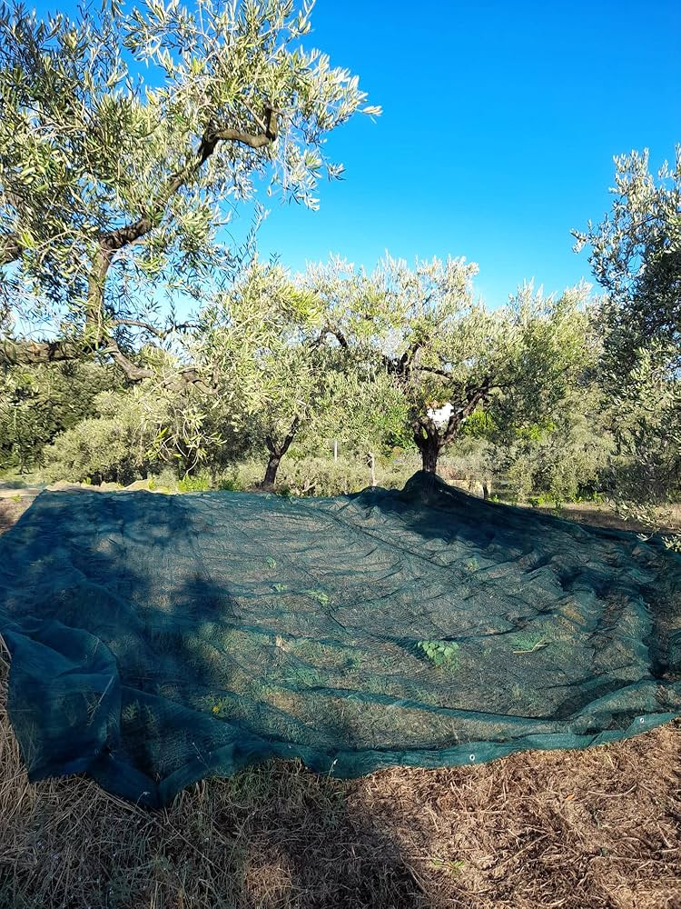 Rete per raccolta olive Antispine Cardinale telo 8x8 mt - HD casa